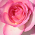 Biela - ružová - Čajohybrid - Tourmaline
